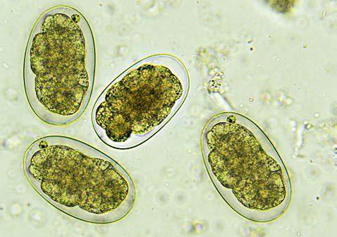 虫卵形态学特征标注图