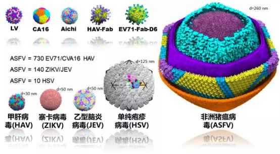 刚果（金）疫区航拍图与病毒显微结构动态对比