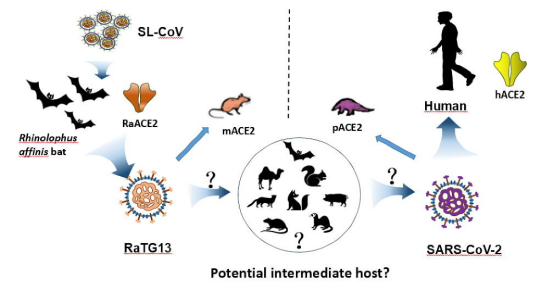 刚果雨林蝙蝠群与病毒基因序列对比
