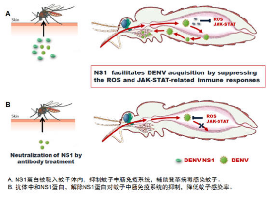 3D动画：蚊虫耐寒基因突变过程模拟
