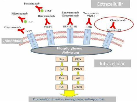 CLDN18.2蛋白在胃癌细胞膜上的分布模拟