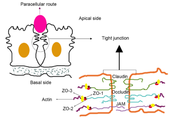 血脑屏障结构透视图（标注紧密连接蛋白Claudin-5）