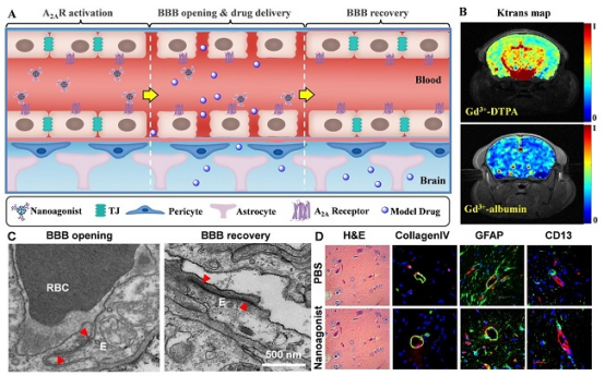 透射电镜下的血脑屏障开放过程动态图
