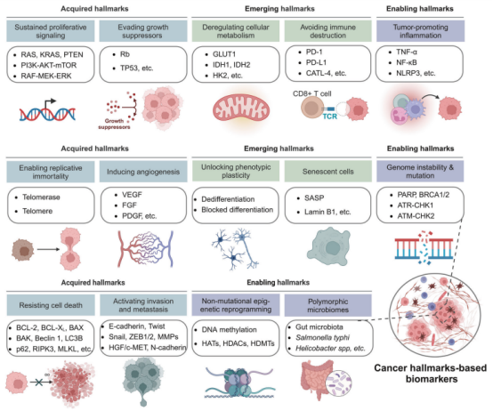 试剂盒实物图与14种癌症标志物三维展示