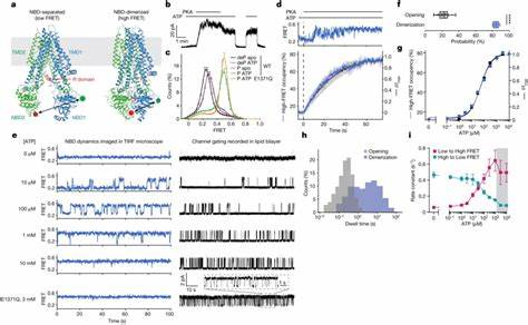CFTR蛋白修复机制动态演示