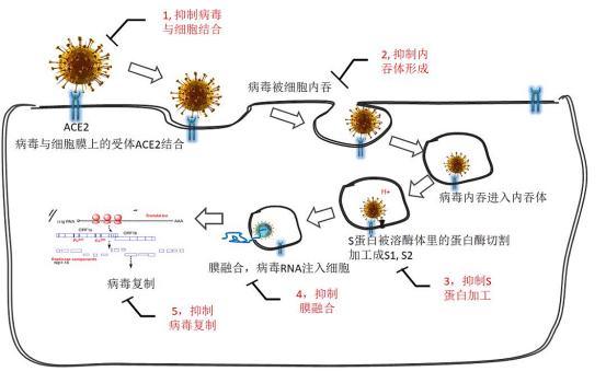 国内科学院全新研究成果示意图 国内科学院全新研究成果示意图