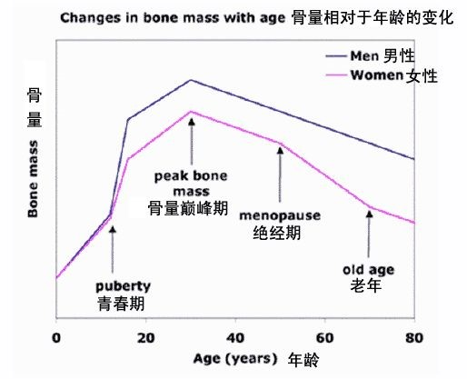 不同年龄组受试者骨密度变化曲线