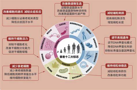 抗衰老疗法潜在风险预警图 抗衰老疗法潜在风险预警图
