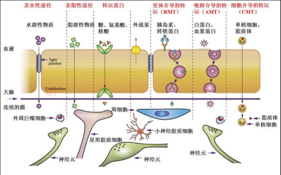 血脑屏障动态开启机制示意图