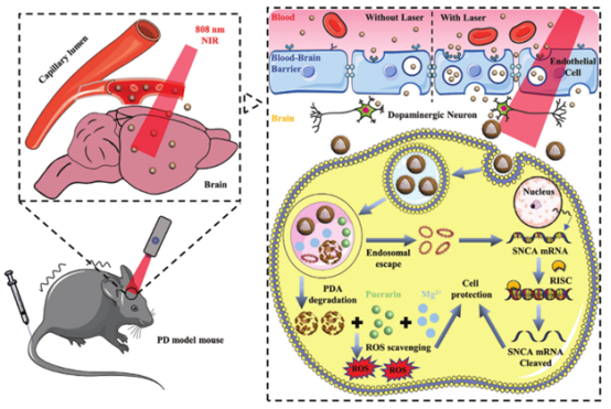 血脑屏障治疗潜在风险预警图谱 血脑屏障治疗潜在风险预警图谱