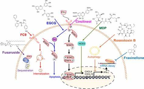 Mitrixa分子作用机制动态流程图