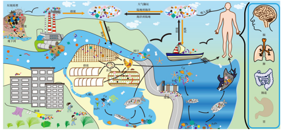 微塑料人体迁移路径解剖图