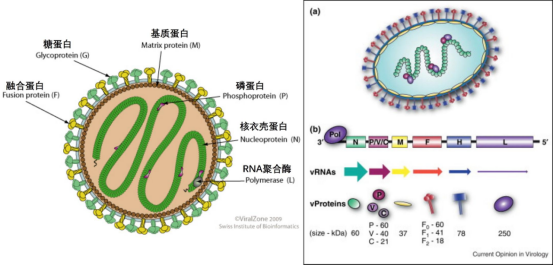 印度果蝠迁徙路线与尼帕病毒扩散关联模型