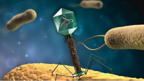 病毒刺客的致命猎杀