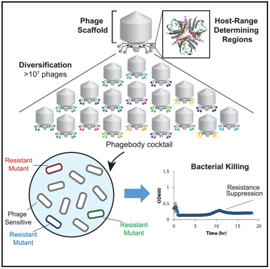 噬菌体疗法技术架构树状图