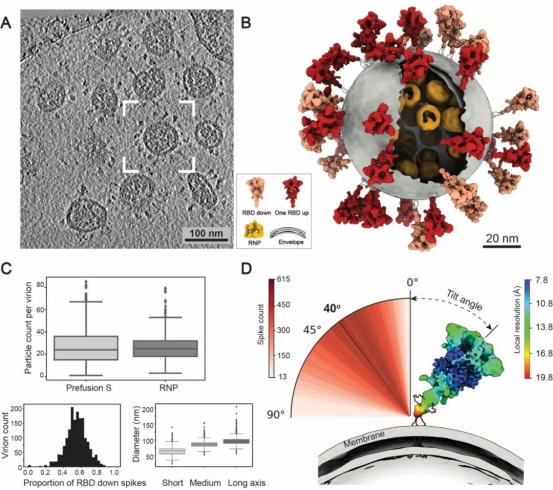 病毒结构三维模型