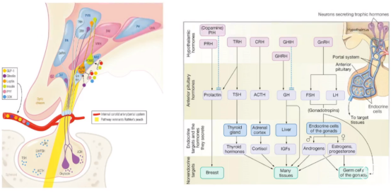 下丘脑-胃肠轴调控网络示意图