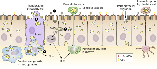 克罗恩病相关真菌标志物检测流程