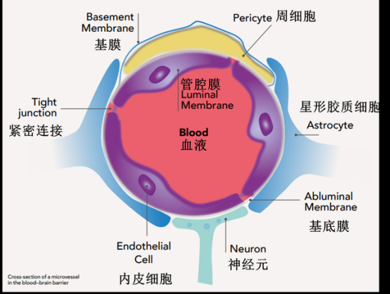 血脑屏障结构示意图，标注药物阻隔机制