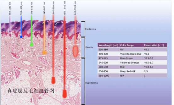 手套内部光源分布及光线穿透皮肤作用线粒体过程