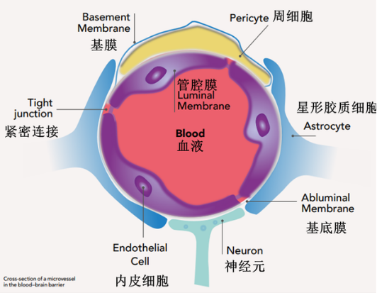 蓝光穿透血脑屏障模拟过程