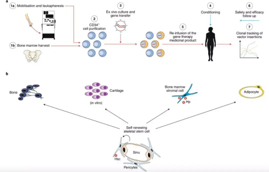 干细胞治疗过程/新药分子结构