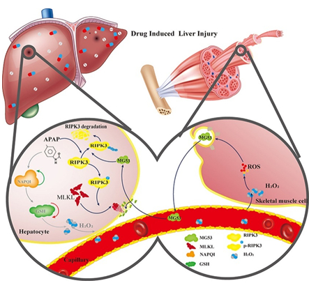 健康肝脏与药物性肝损伤肝脏对比模型