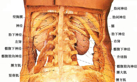 人体肾脏解剖示意图 人体肾脏解剖示意图