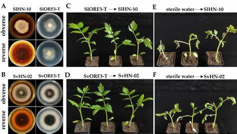 新旧菌株对比显微照片