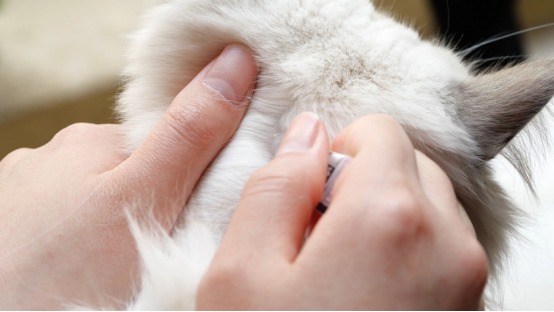 正确给猫咪滴驱虫药/清理耳道/消毒猫窝