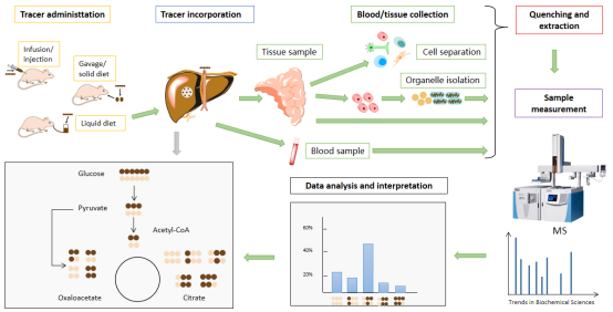 代谢危机动态演示流程图 代谢危机动态演示流程图