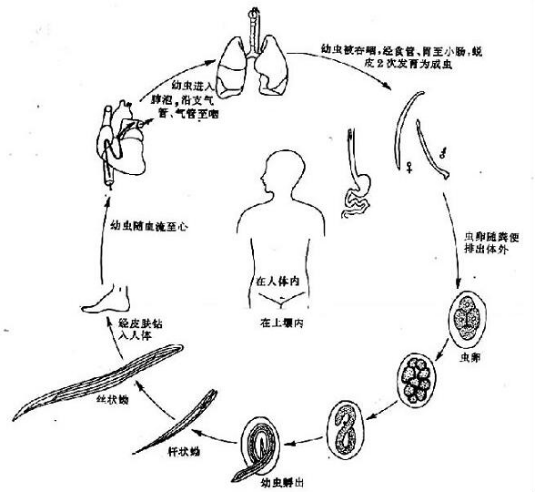 寄生虫侵入人体路径 寄生虫侵入人体路径