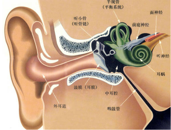 动态热力图展示耳道温度