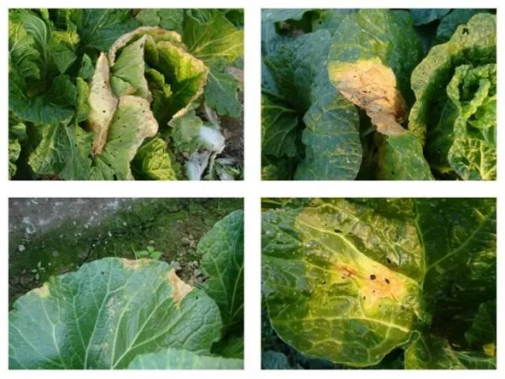 生菜叶片上标注寄生虫感染路径 生菜叶片上标注寄生虫感染路径