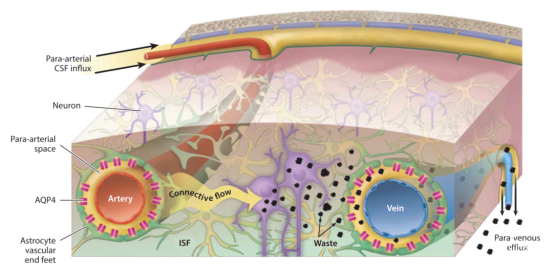 类淋巴系统工作原理示意图,睡眠时脑脊液流量增加60% 类淋巴系统工作原理示意图,睡眠时脑脊液流量增加60%