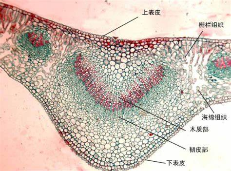 电子显微镜下,毒素颗粒(红色)沿菠菜维管束分布 电子显微镜下,毒素颗粒(红色)沿菠菜维管束分布