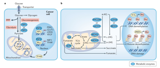 致癌物代谢路径示意图 致癌物代谢路径示意图