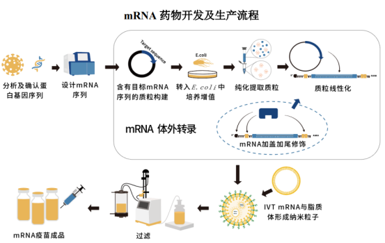 个性化mRNA疫苗制备流程图 个性化mRNA疫苗制备流程图