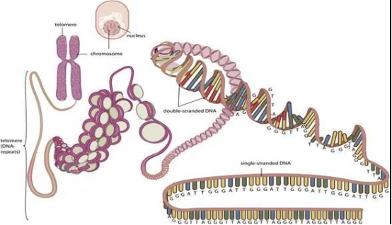 端粒酶激活与染色体不稳定性示意图 端粒酶激活与染色体不稳定性示意图