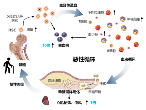 克隆性造血突变热图与伦理委员会表决场景 克隆性造血突变热图与伦理委员会表决场景