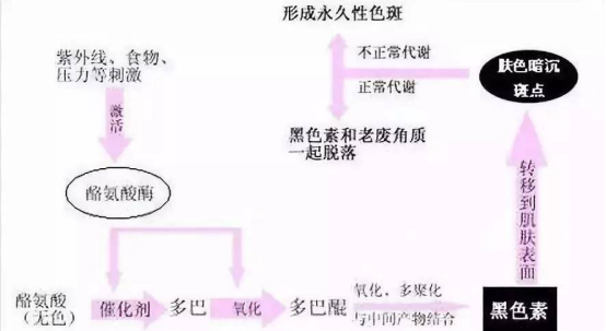 黑色素代谢机理示意图 黑色素代谢机理示意图