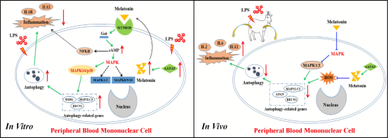 褪黑素分泌抑制→胰岛素抵抗→脂肪合成加速→炎症因子爆发 褪黑素分泌抑制→胰岛素抵抗→脂肪合成加速→炎症因子爆发