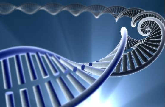 遗传易感性的基础作用 遗传易感性的基础作用