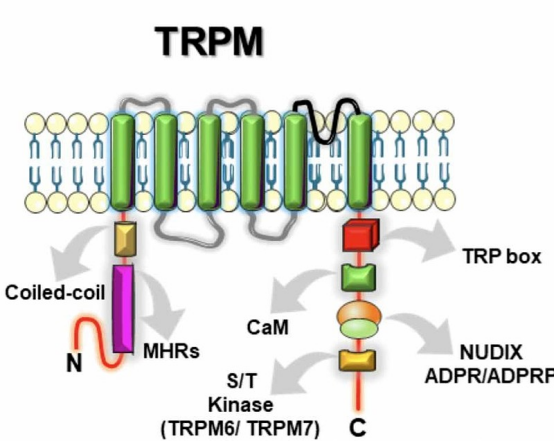 TRPM8——被诺奖点亮的“眼泪开关” TRPM8——被诺奖点亮的“眼泪开关”