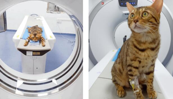 宠物医疗定价乱象:CT检查背后的暴利逻辑 宠物医疗定价乱象:CT检查背后的暴利逻辑