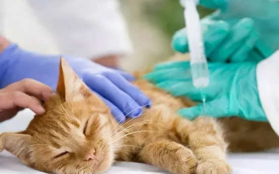 “情感税”:宠物医疗暴利的核心密码 “情感税”:宠物医疗暴利的核心密码