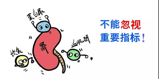 蛋白尿:肾脏损伤的“红色警报” 蛋白尿:肾脏损伤的“红色警报”