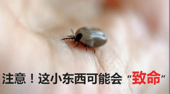 蜱虫叮咬:SFTS的主要传播途径 蜱虫叮咬:SFTS的主要传播途径