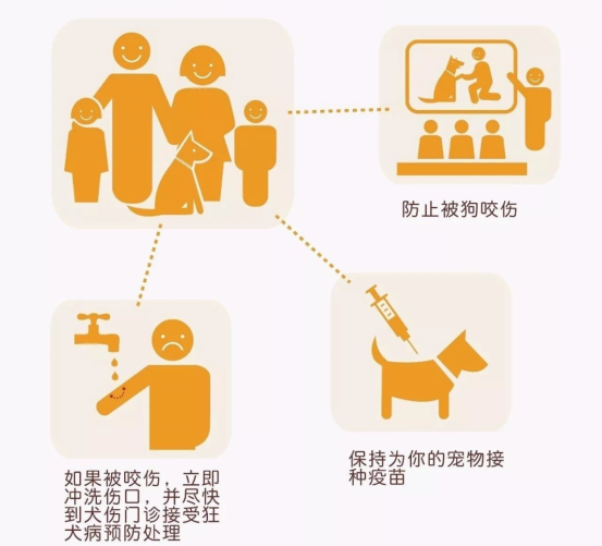 狂犬病暴露后的规范处置措施 狂犬病暴露后的规范处置措施