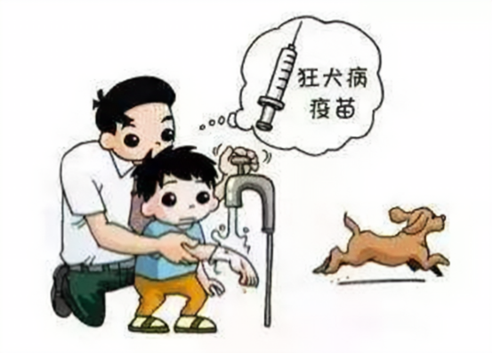 预防狂犬病暴露的措施 预防狂犬病暴露的措施